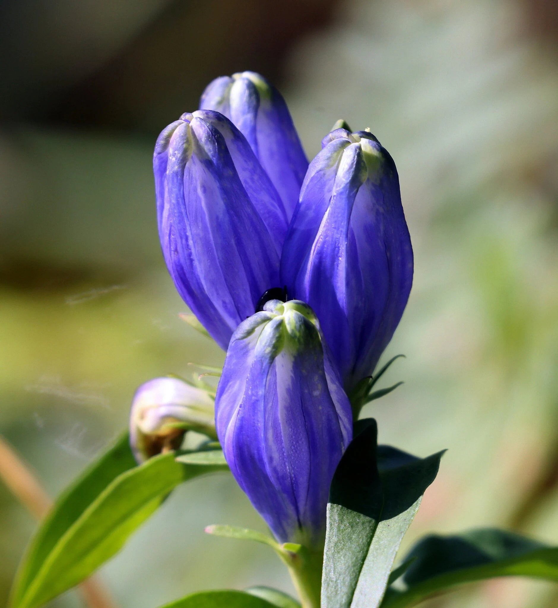 Ornamental Blue Gentiana Sceptrum flowering plant
