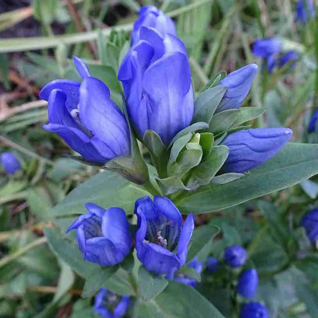 Blue Gentiana Sceptrum in rock garden