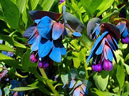 Non GMO Blue Gibraltar flower seeds