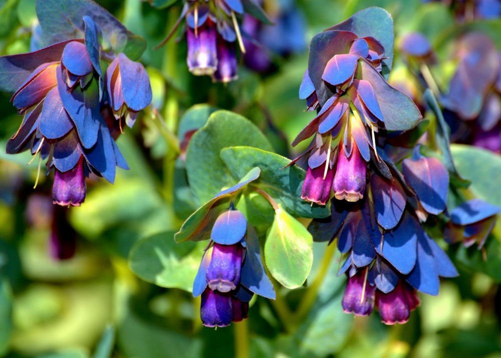 Blue Gibraltar Flower seeds for planting