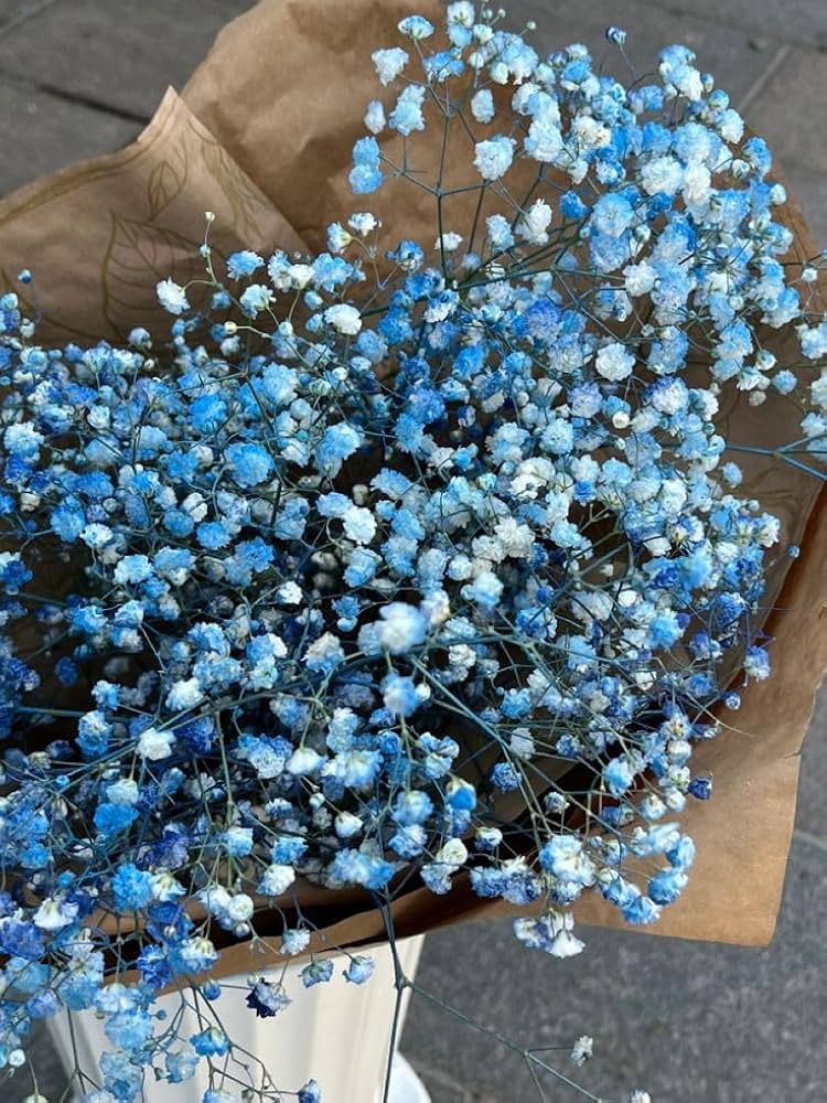 Ornamental Blue Gypsophila flowering plant