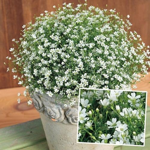 Blue Gypsophila flower seeds for planting