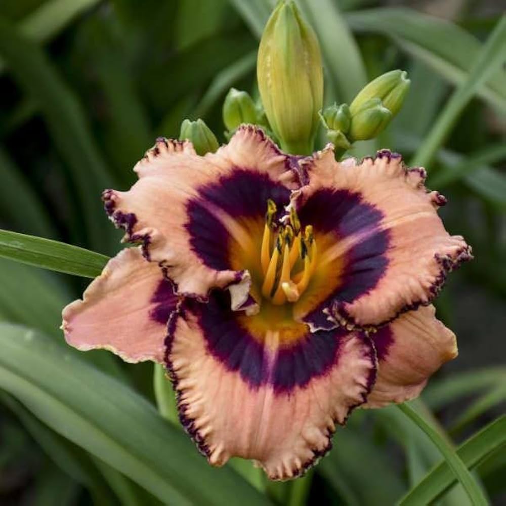 Non GMO Blue Hemerocallis seeds