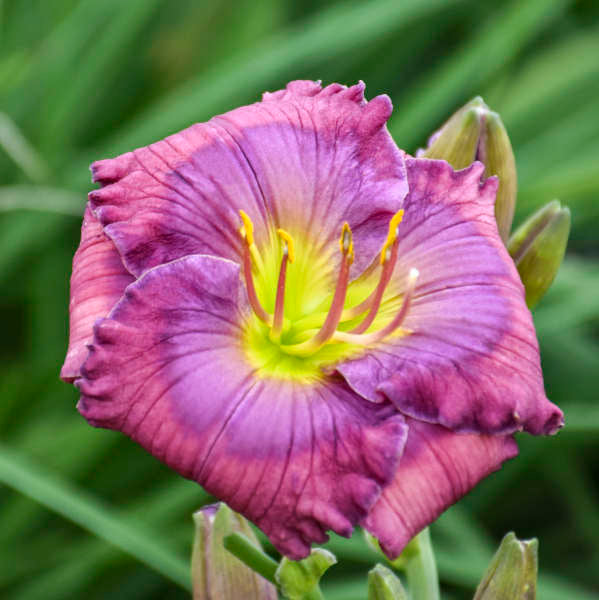 Blue Hemerocallis flower planting seeds