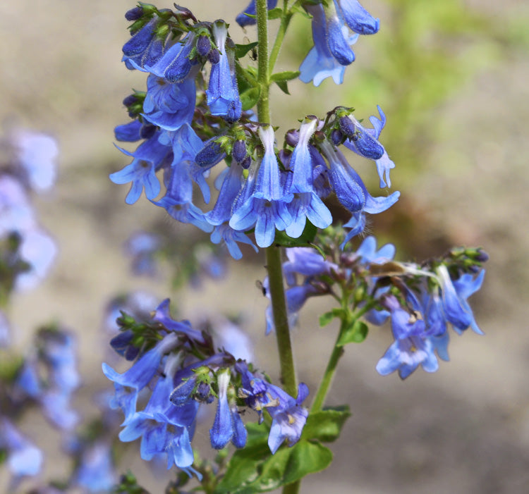 Blue Heterophyllus planting seeds for gardening