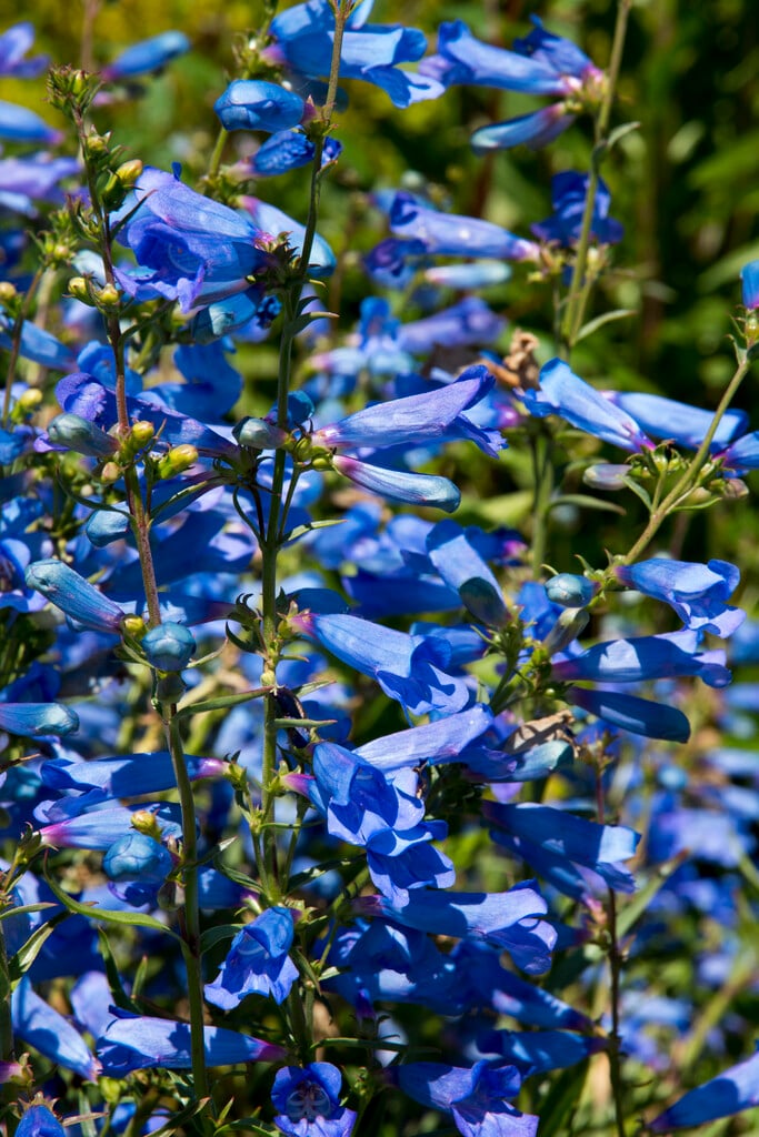 Unique blue-toned foliage of Heterophyllus plant