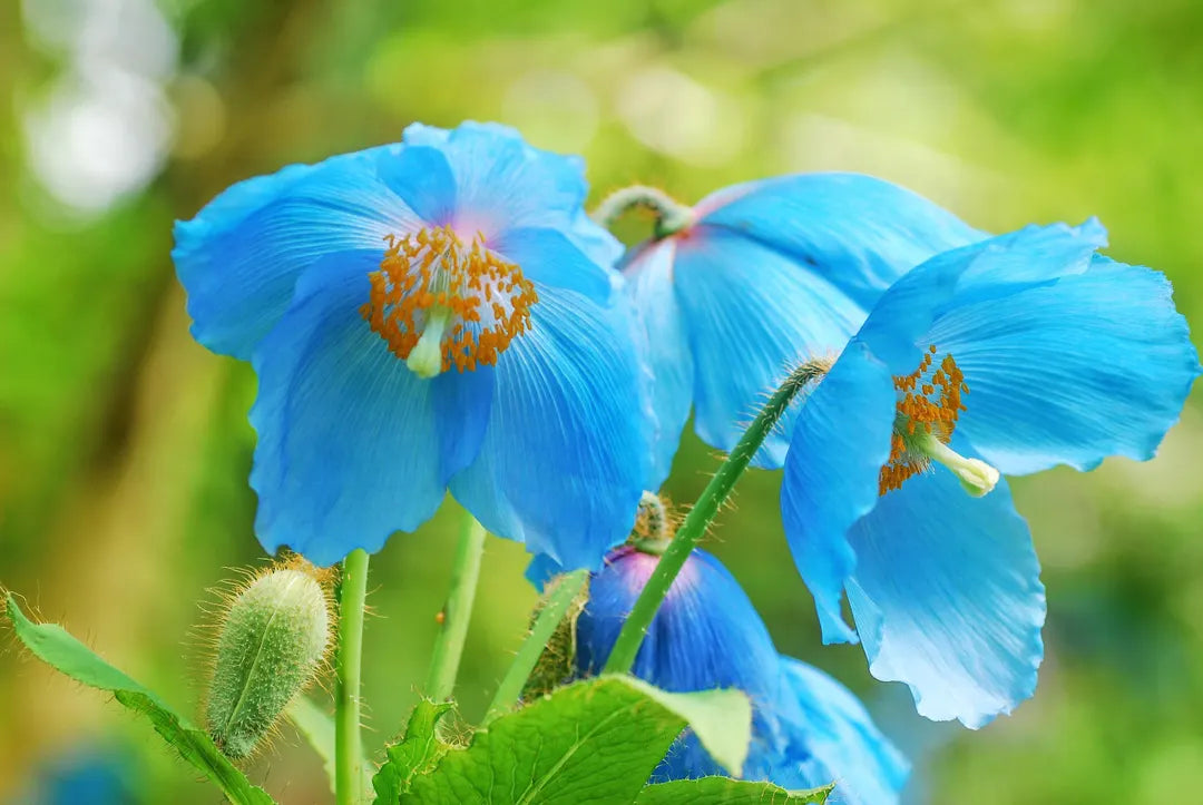 Non GMO Blue Himalayan Poppy flower seeds