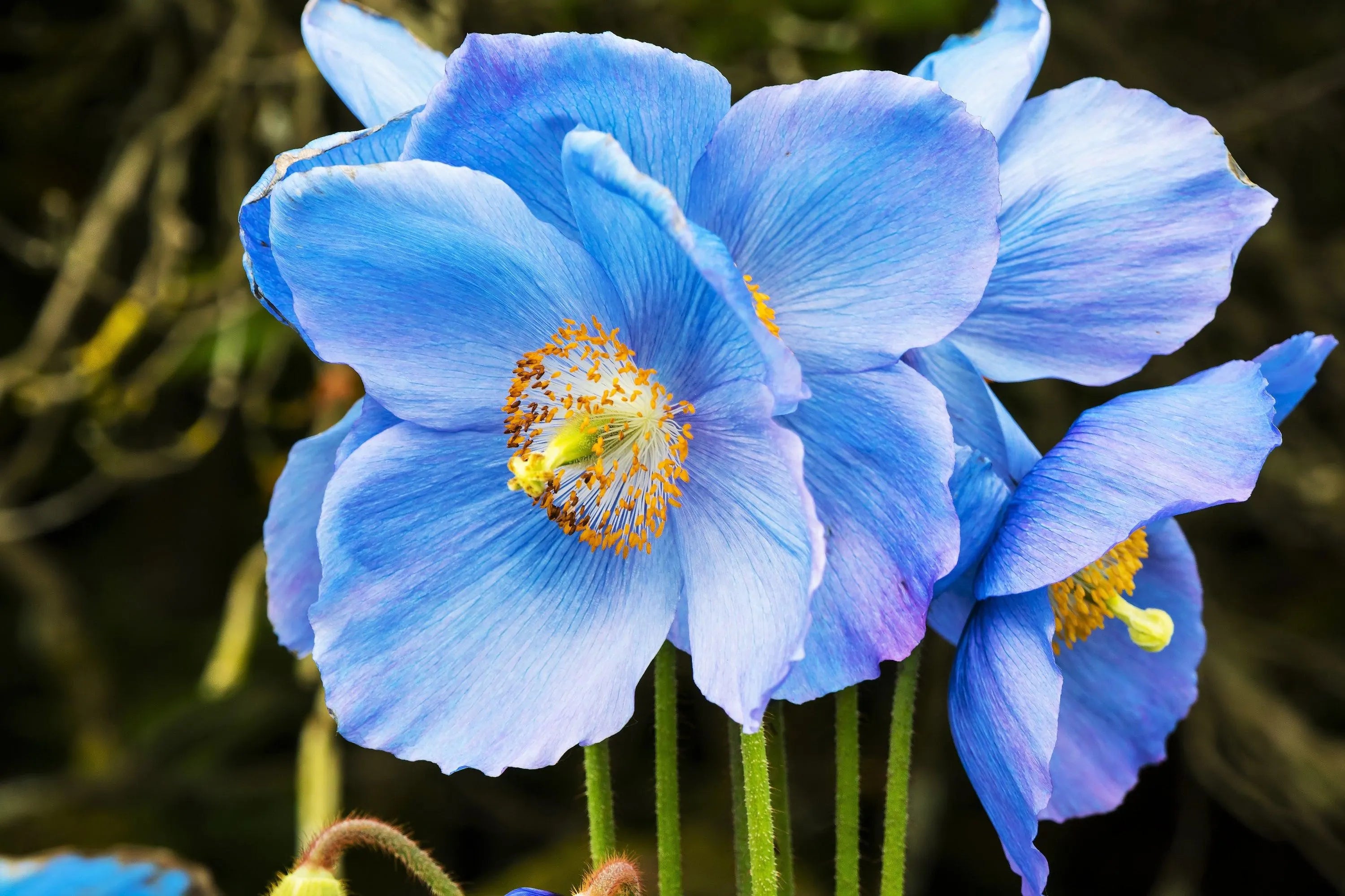 Ornamental Blue Himalayan Poppy for gardens