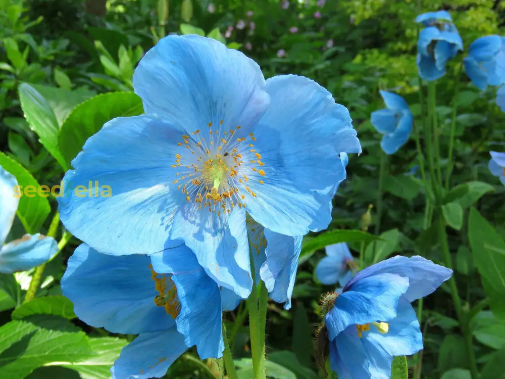 Blue Himalayan Poppy Tibetan Meconopsis seeds for planting