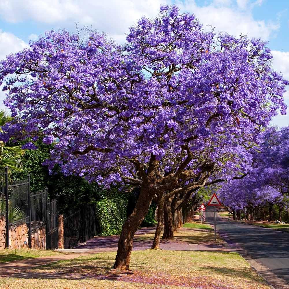 Non GMO Blue Jacaranda seeds