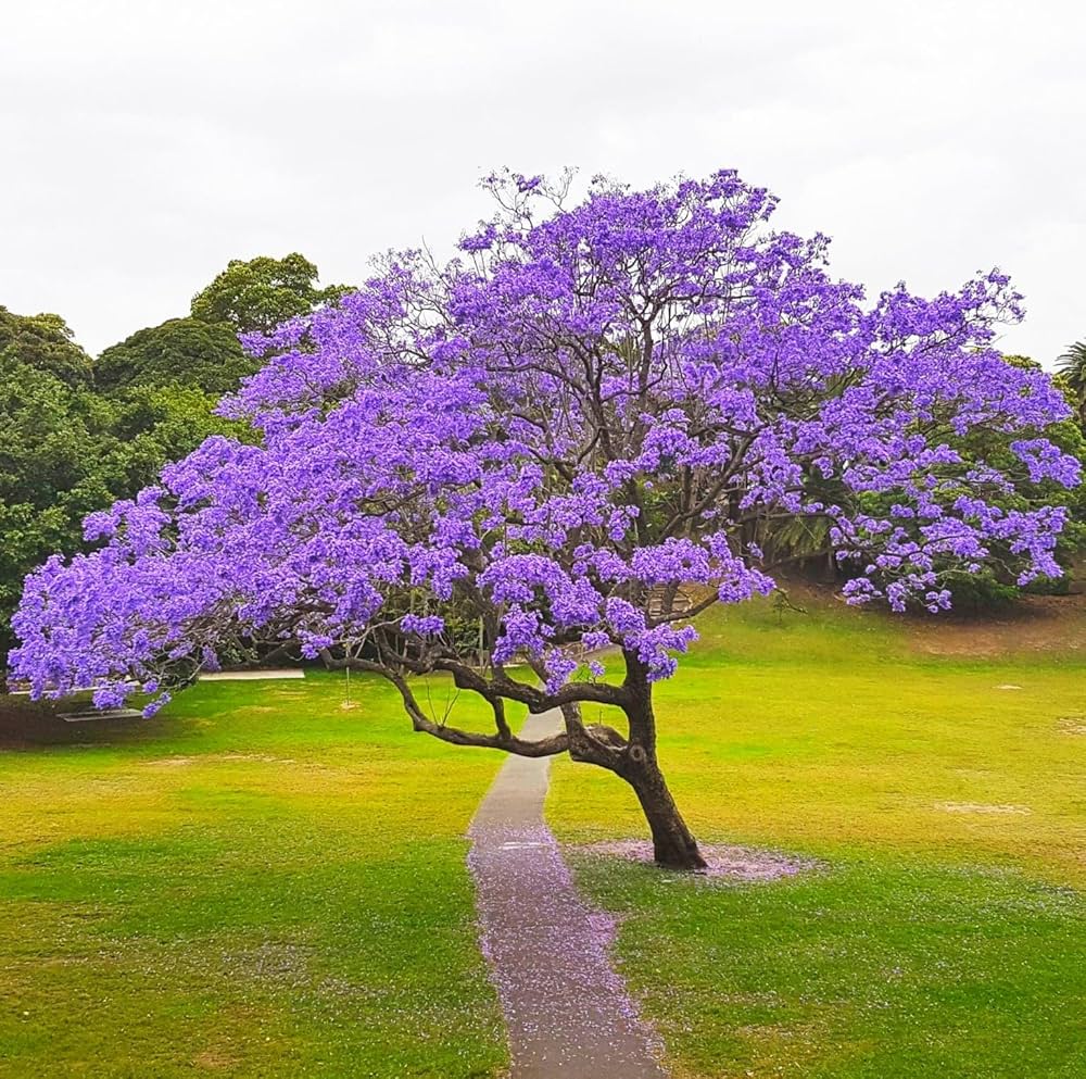 Ornamental Blue Jacaranda flowering tree