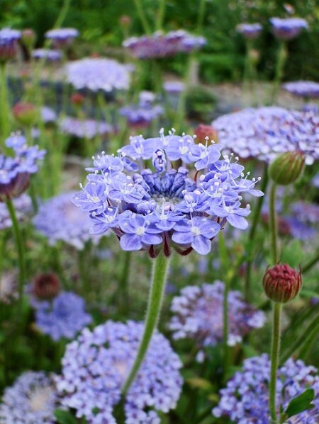 Blue Lace Flower used as border plant