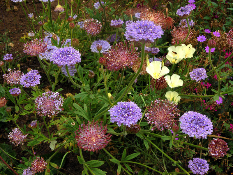 Ornamental Blue Lace Flower plant