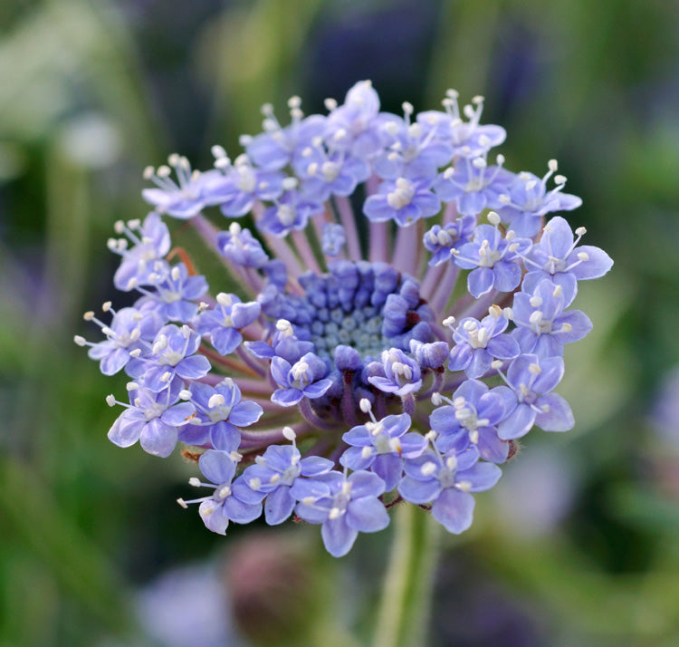 Blue Lace Flower seeds for planting