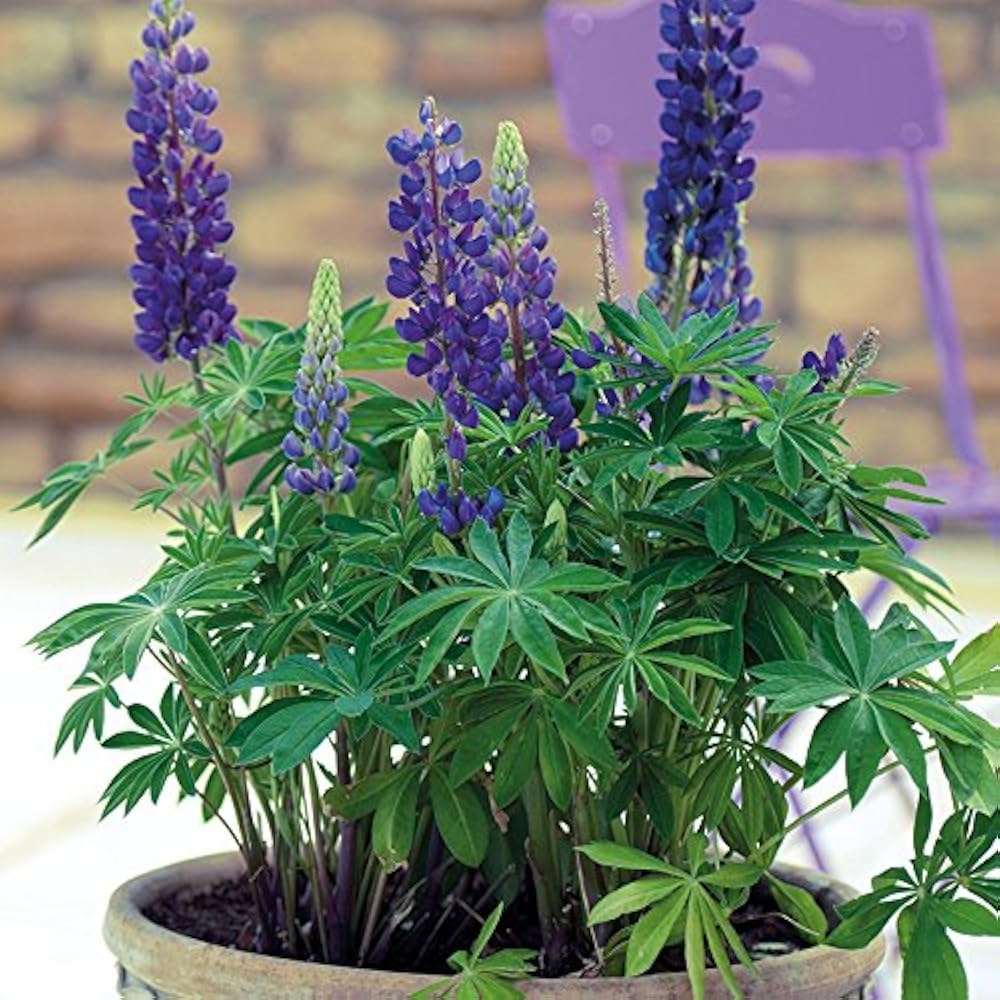 Blue Lupine flowers blooming in garden