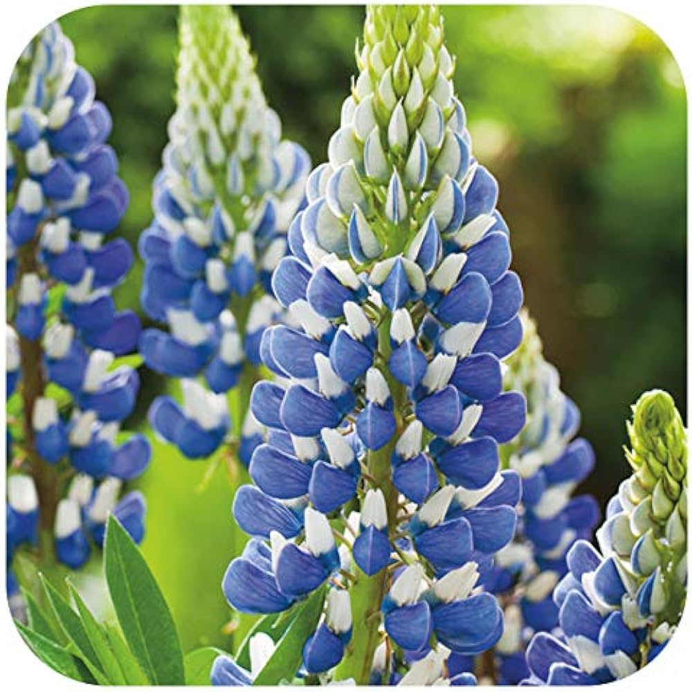 Non GMO Blue Lupine seeds