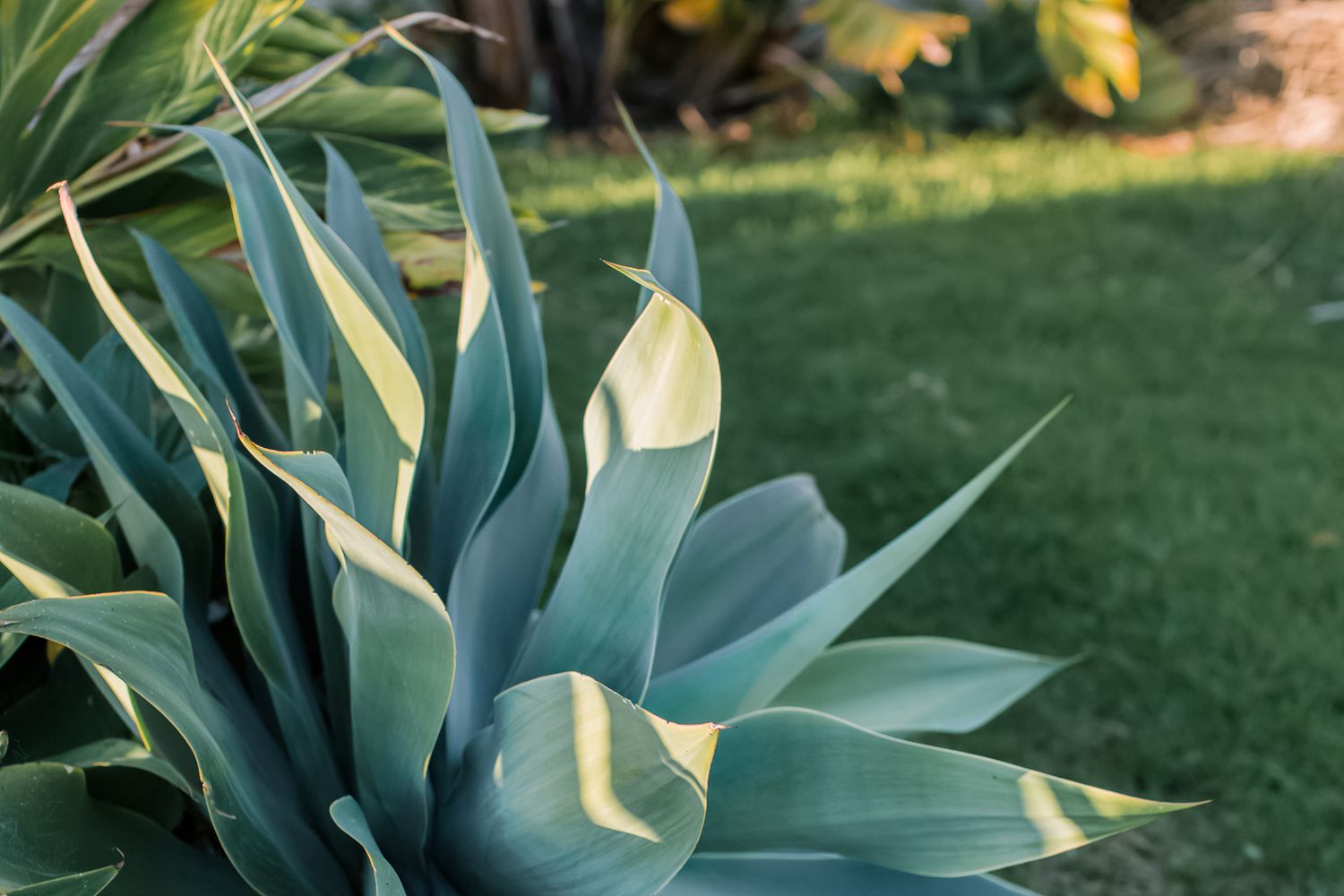 Ornamental Blue Maguey Aloe succulent plant