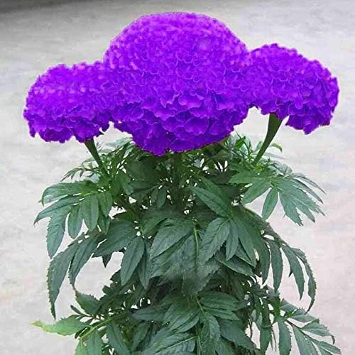 Blue Maidenhair flowers blooming in garden