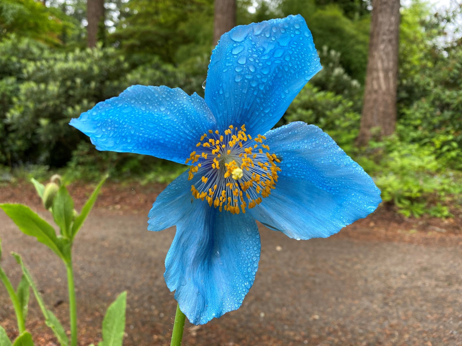 Blue Meconopsis flowers blooming in garden