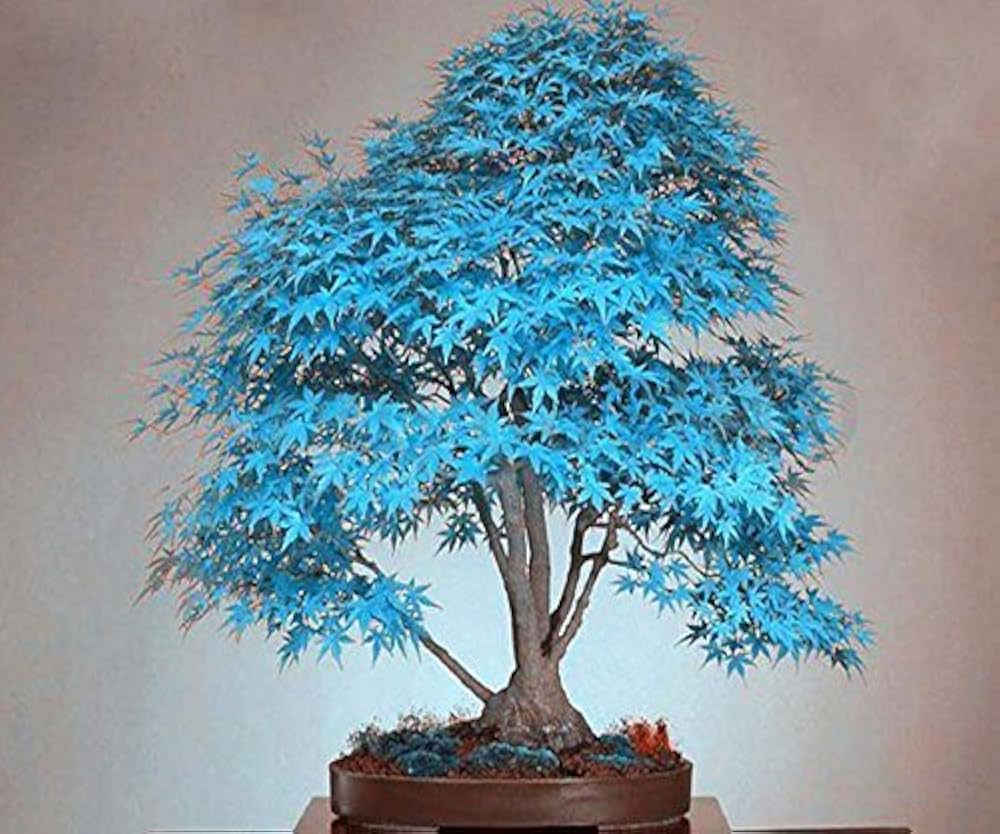 Blue Metasequoia tree growing in garden