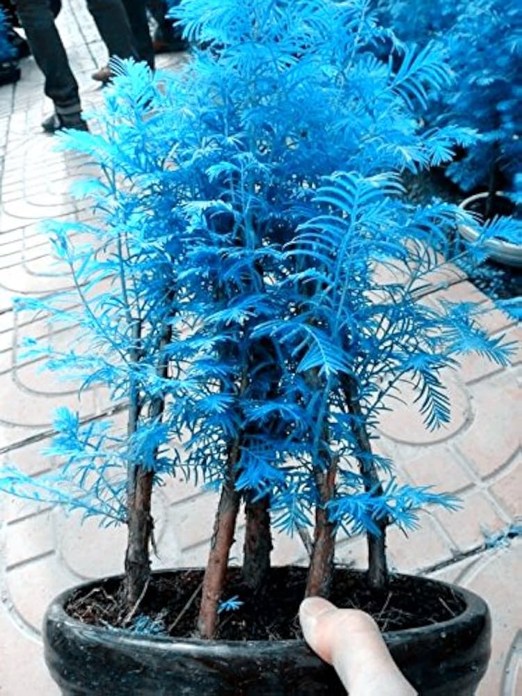 Non GMO Blue Metasequoia seeds