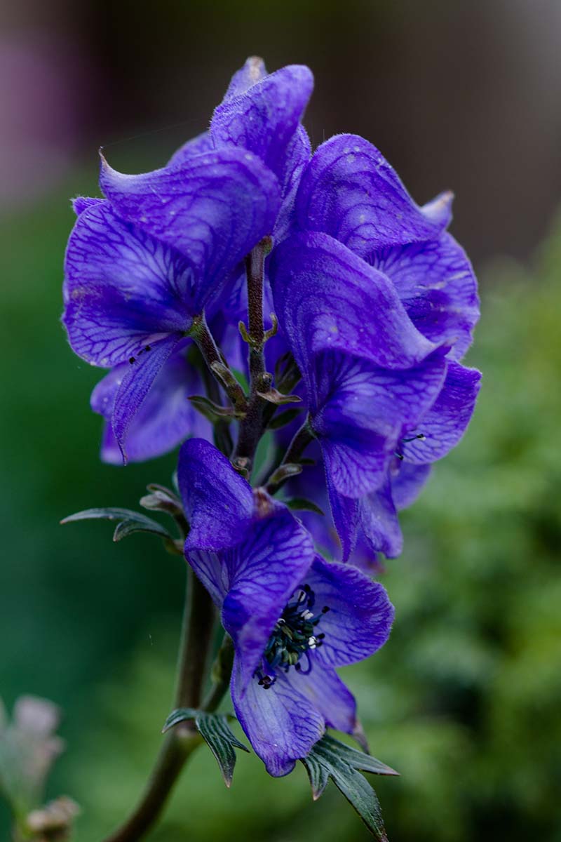 Non GMO Blue Monkshood flower seeds