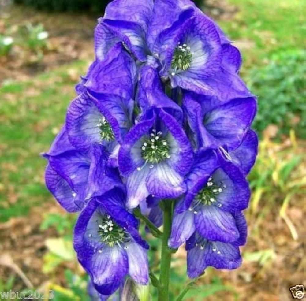Blue Monkshood Flower seeds for planting