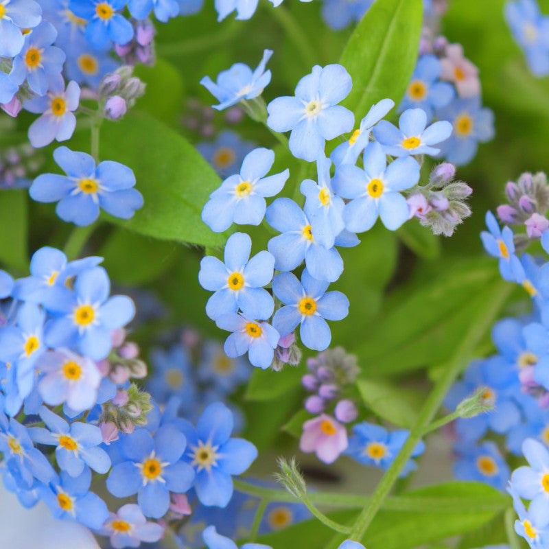 High germination Blue Myosotis seeds