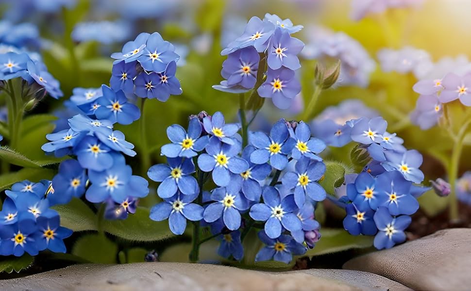 Blue Myosotis in pots and containers