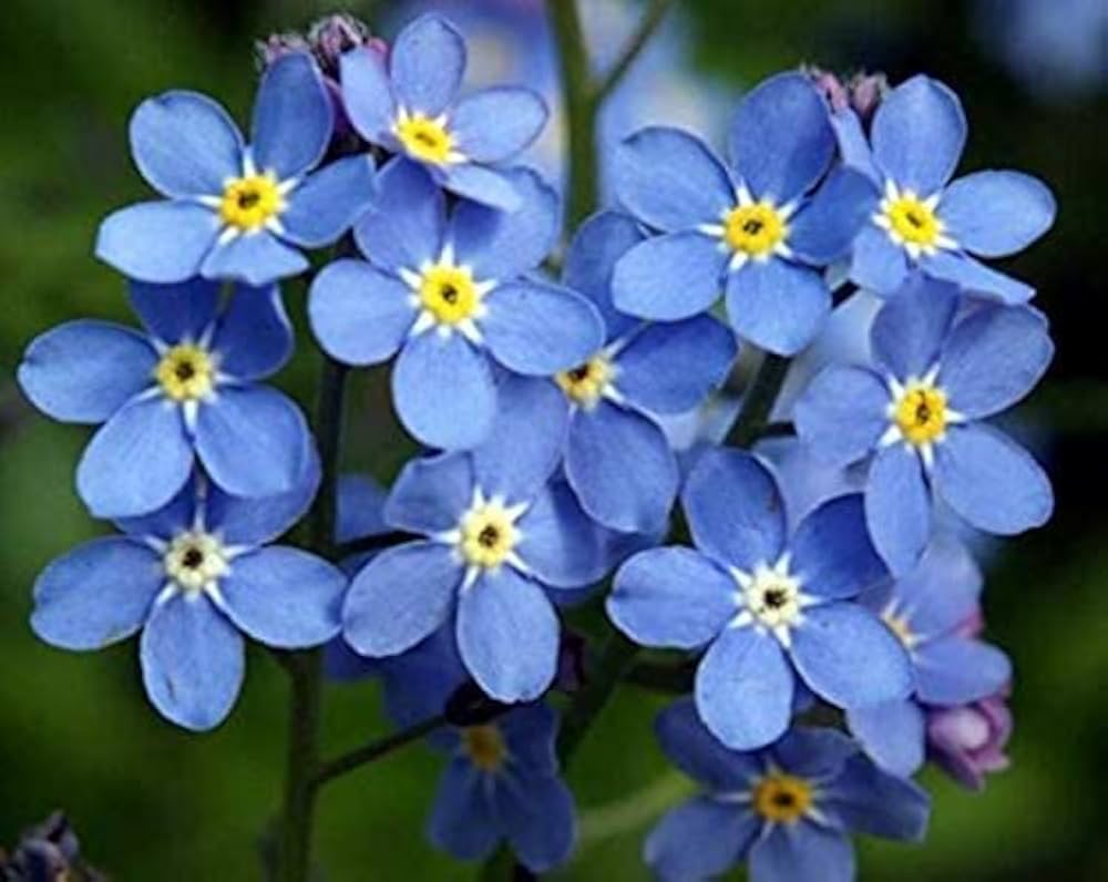 Blue Myosotis flower seeds for planting