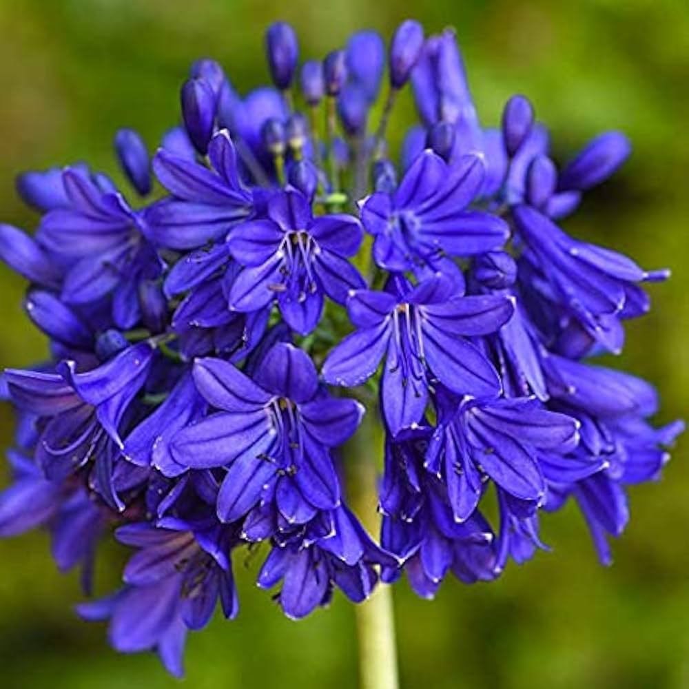 Non GMO Blue Nile Agapanthus seeds