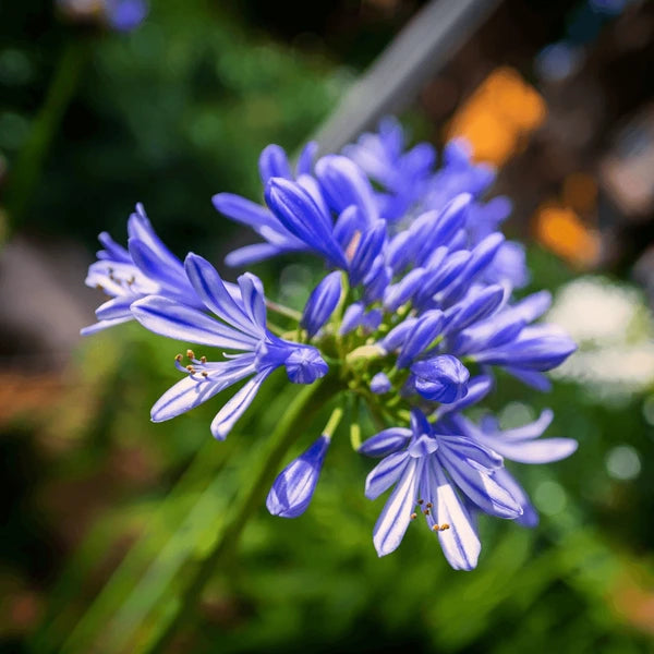 Ornamental Blue Nile Agapanthus flowering plant