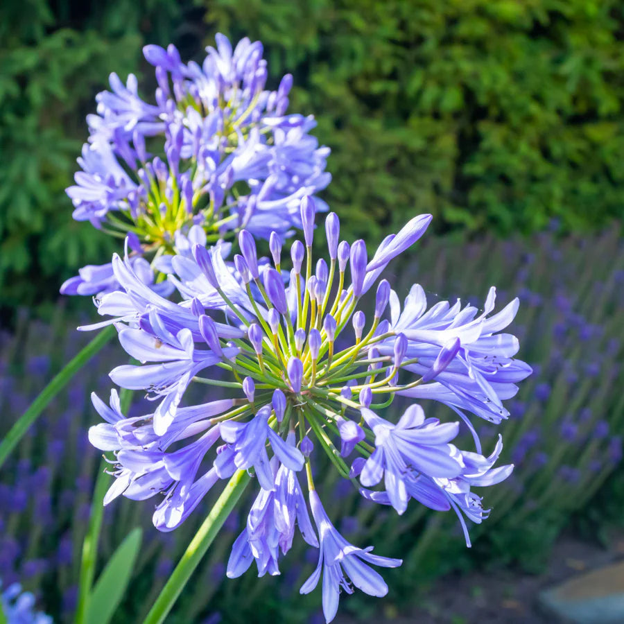 Blue Nile Agapanthus in patio containers