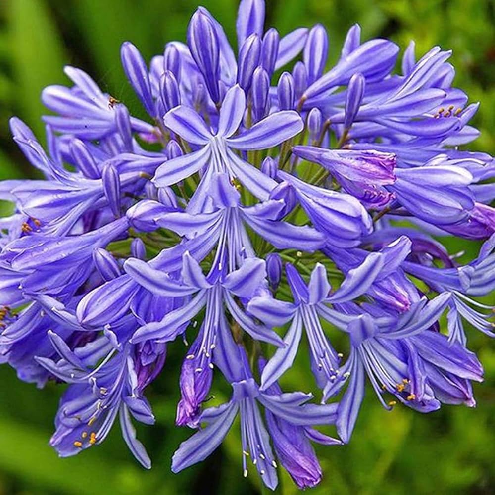 Blue Nile Agapanthus seeds for planting