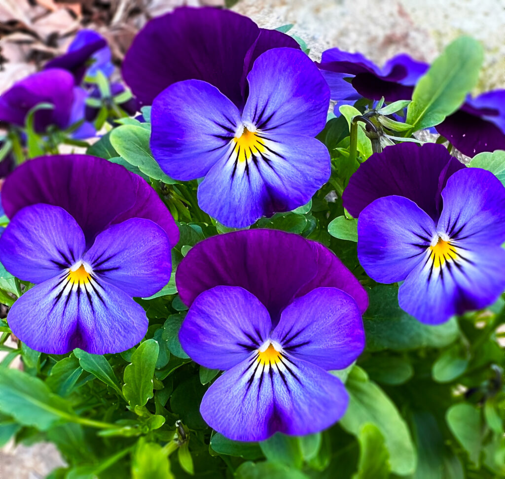 Blue Pansy Jump Up seeds for planting