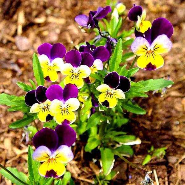 Ornamental Blue Pansy Jump Up seeds for gardens