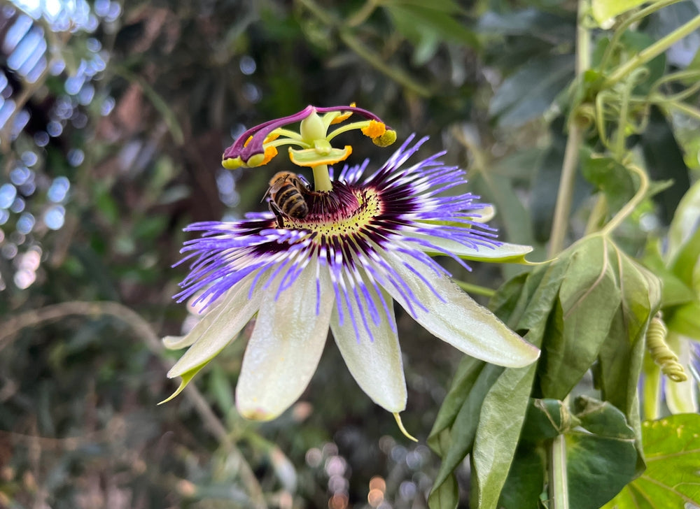 Passionflower Flower seeds for Planting - Drought Tolerant, Heirloom & GMO Free Seeds for Home Garden
 
 Sale for planting in home garden
