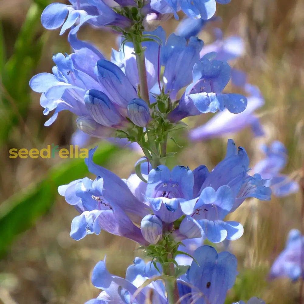 Non GMO Blue Penstemon flower seeds
