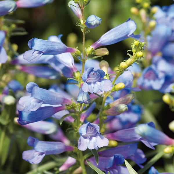 Ornamental Blue Penstemon seeds for gardens