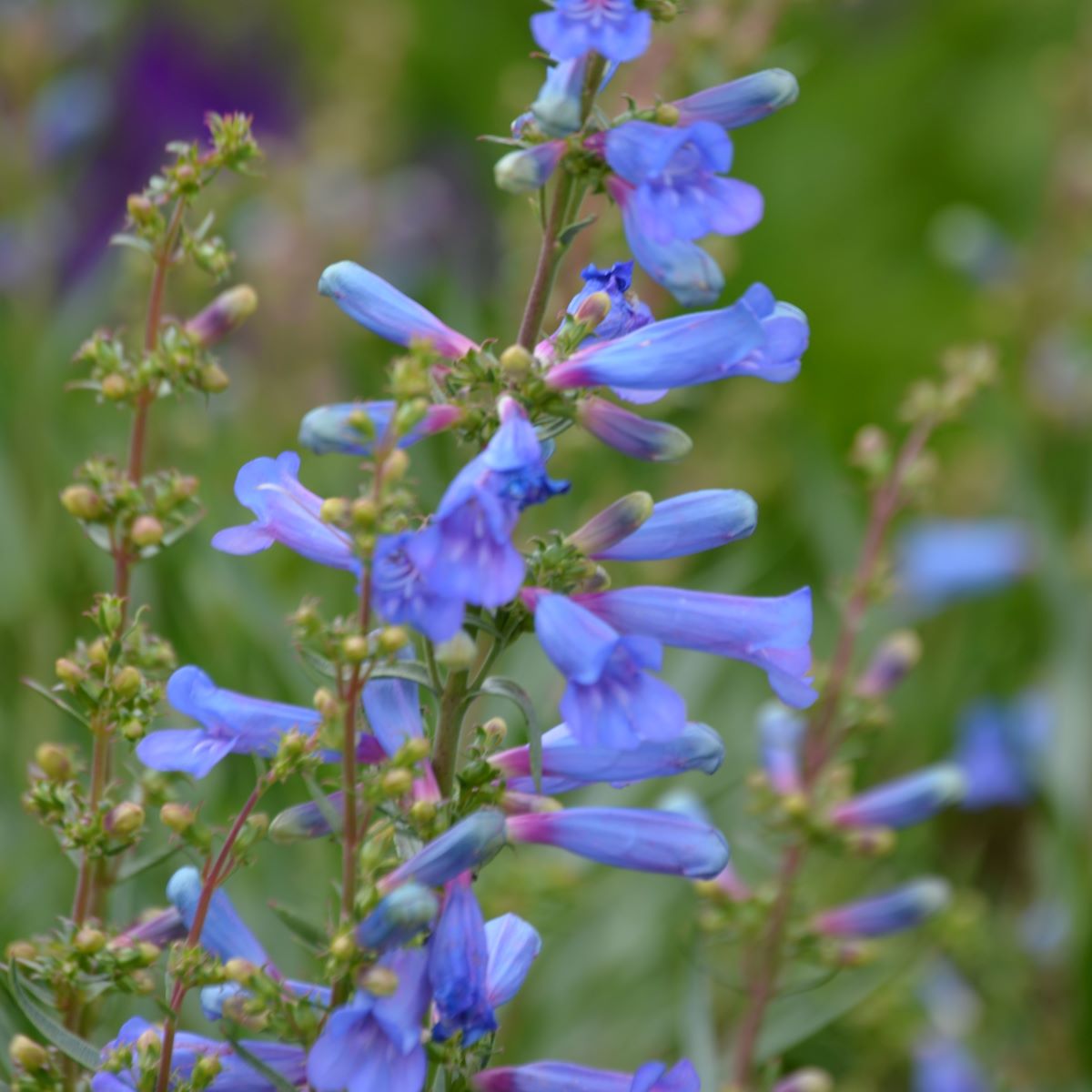 Blue Penstemon flowers in pollinator garden