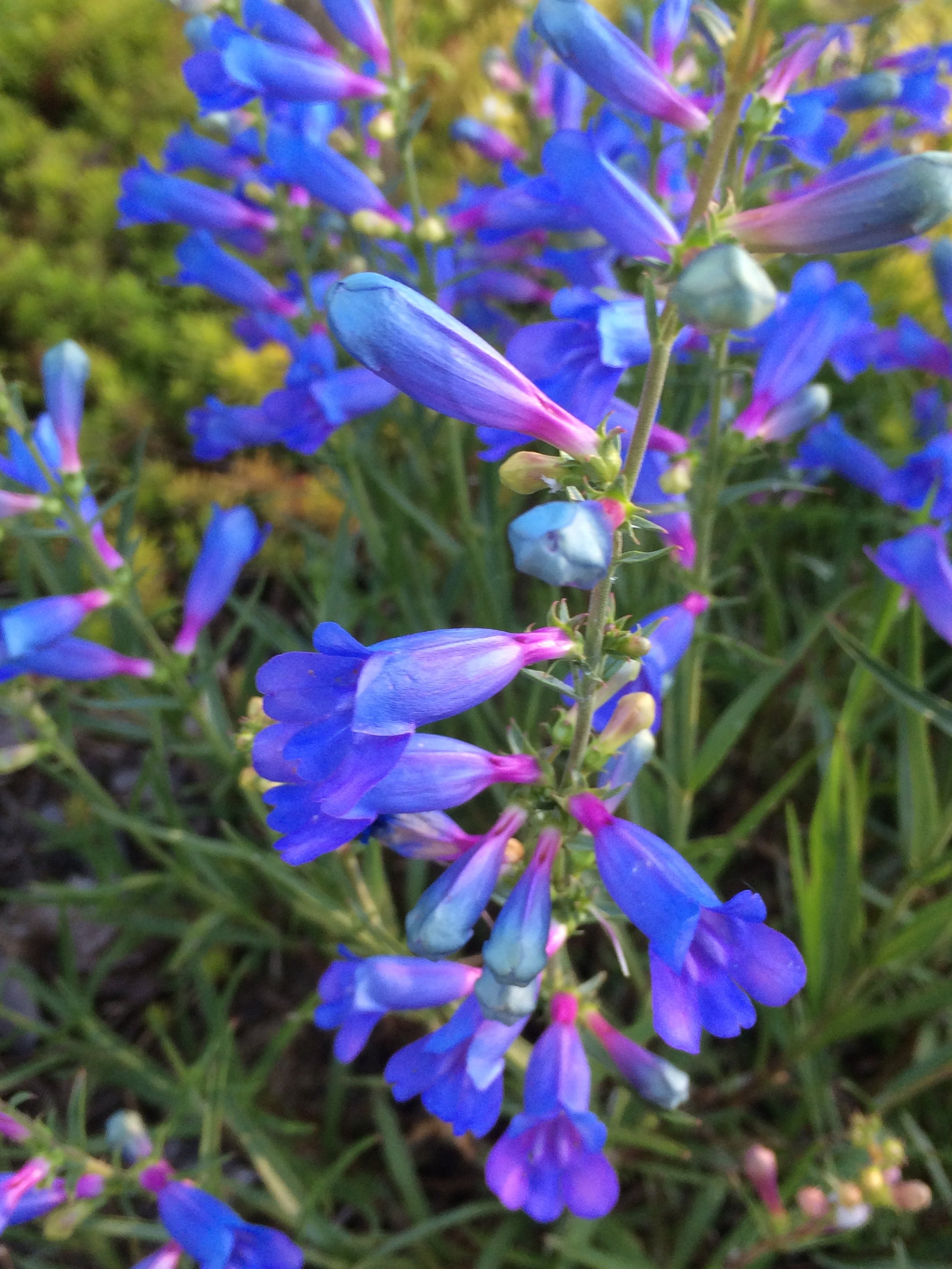 Blue Penstemon Flower seeds for planting