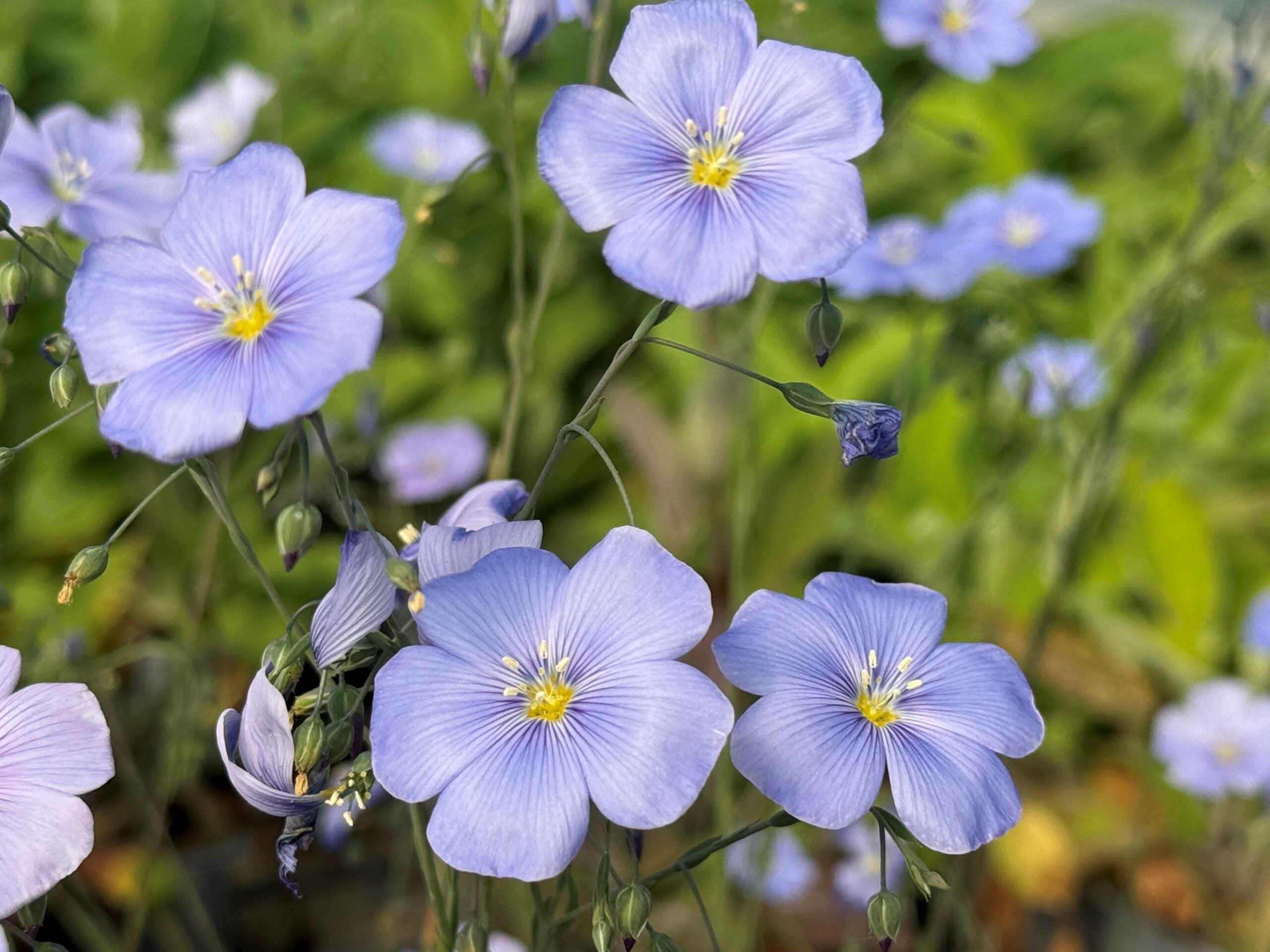 Non GMO Blue Perennial flower seeds