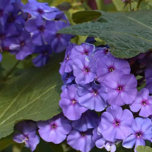 Ornamental Blue Perennial seeds for gardens