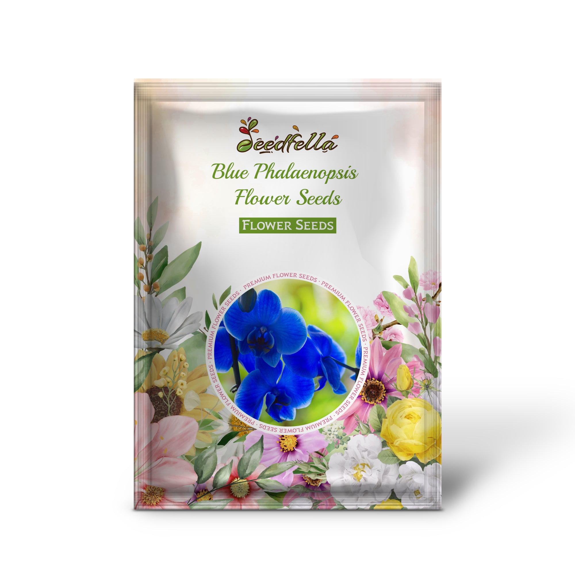 Blue Phalaenopsis orchid flowers blooming