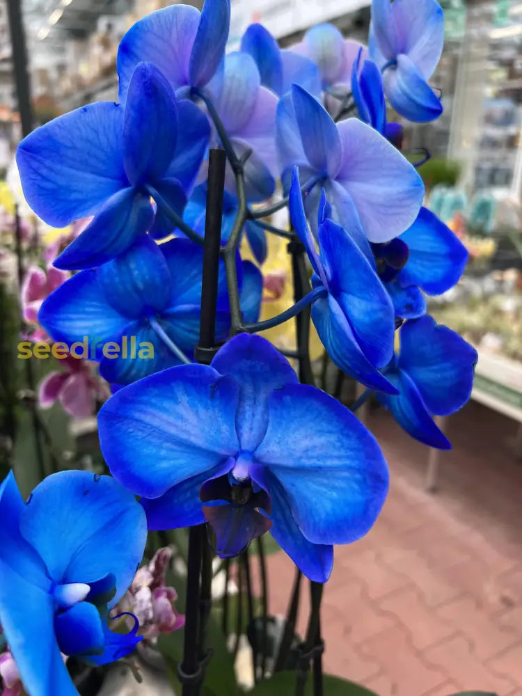 Blue Phalaenopsis flower seeds for planting