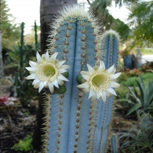 Non GMO Blue Pilosocereus Pachycladus seeds