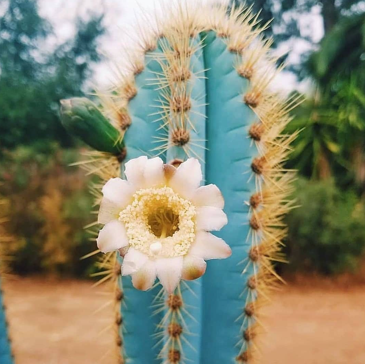 Ornamental Blue Pilosocereus Pachycladus cactus