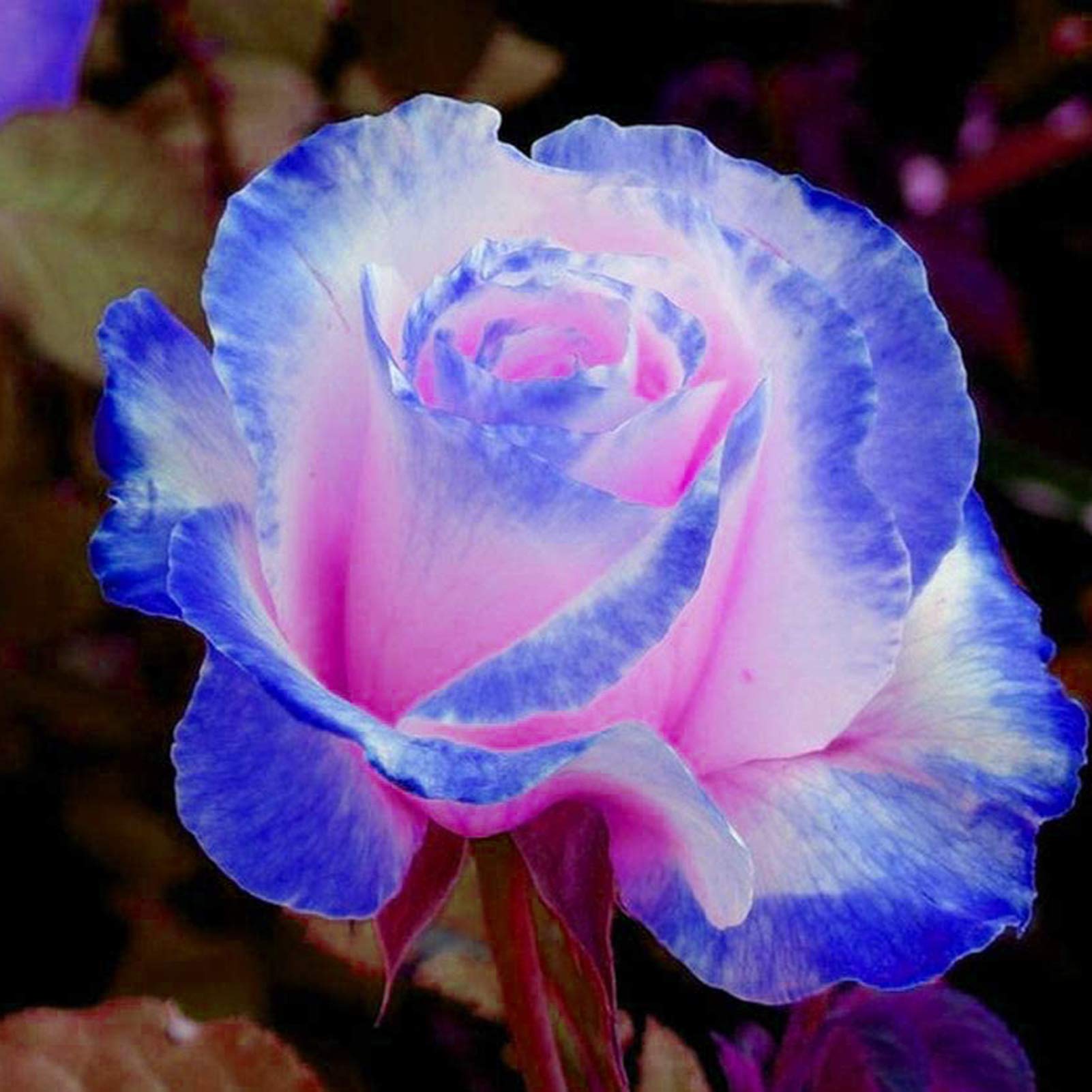 Blue Pink Remorse Rose for cut flower arrangements