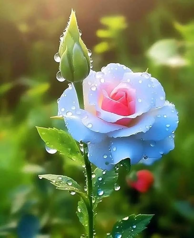 Non GMO Blue Pink Remorse Rose flower seeds
