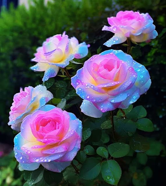 Ornamental Blue Pink Remorse Rose for gardens